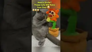 Need a Smile? These Cats Will Make Your Day! 😂🐾 #cat #funny #catfails #shorts