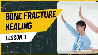 BONE FRACTURE HEALING PROCESS 🦴#educational #medicine #bones #health 