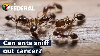 Ants can detect cancer in urine, finds study | The Federal