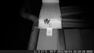 CHAUVE SOURIS AOUT SEPT 2022