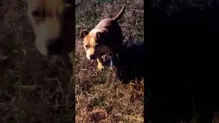 Вперёд, король, на камеру 🎥, попался на удочку 😂 хахаха