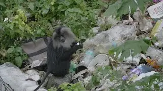 A Habitat Lost: Lion-tailed Macaque | Endangered Animals | Wildlife Threat | @RoundglassSustain