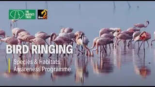 Tiny Rings, Big Impact: How India Tracks 100+ Migratory Birds | THT Films