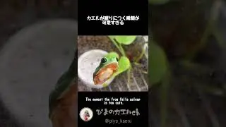 早起きした時にだけ見れるカエルが眠りにつく瞬間がめちゃくちゃ可愛い