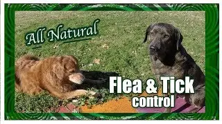 Flea & Tick Control - All Natural Remedies!