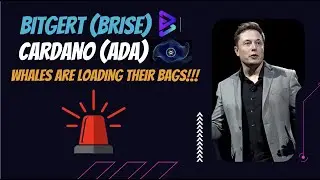 BITGERT (BRISE)  & CARDANO (ADA) WHALES ACCUMULATING- IS THIS A GOOD SIGN???