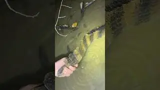 Exploring the Amazon rainforest! #reptiles#animals#snake#wildlife#nature#shorts#crazy#animal#frog ￼