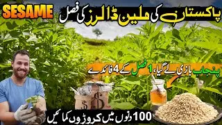 Sesame: Pakistan&rsquo;s Million-Dollar Crop 🌾 | Queen of Oilseeds | Benefits & Per-Acre Income