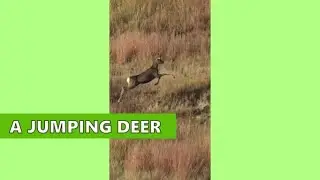 A JUMPING DEER | Um veado pulando. #SHORTS