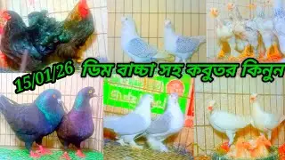 ডিম বাচ্চা সহ কবুতর কিনুন