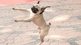 Cute Pug Undergoing Complete Obedience Training