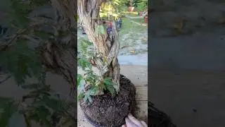 Liberating my Pink Mimosa: Calliandra foliolosa, from wire. #bonsai #bonsaitree #brazil #brasil