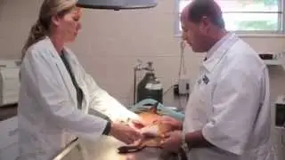 Welcome to Bee Ridge Veterinary Clinic
