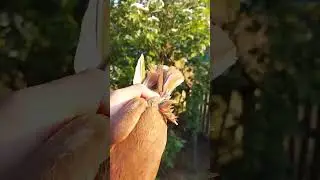 КОРОТКОКЛЮВЫЕ КОСМАНОГИЕ ЧУБАТЫЕ ГОЛУБИ ДРУГА НА ПРОДАЖУ.МИНСК.БЕЛАРУСЬ