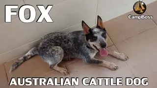 Adestrando um Australian Cattle Dog (Blue Heeler) de 6 meses