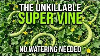 Better Than Cucumbers. The 