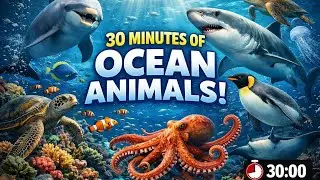 Underwater World 🐬 30 Minutes of Amazing Ocean Life
