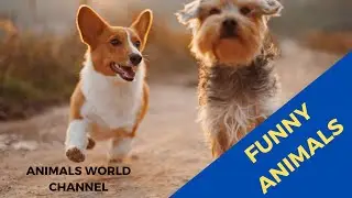 🤣 Funniest 🐶 Dogs and 😻 Cats - Awesome Funny Pet Animals Videos 😇