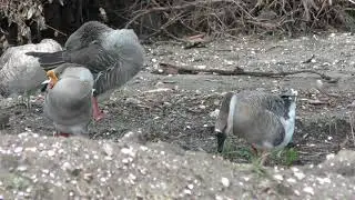 Grooming Geese
