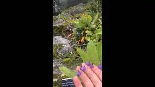 Adenophora capillaris - Bjelleblomstslekt fra Tibet (Ladybell from Tibet)