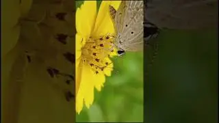 BUTTERFLY  #macro #nature #viral #wildlife #naturelovers #trending #trend #shorts #short
