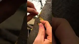 Spring tree grafting you should know! #easy #grafting #trick