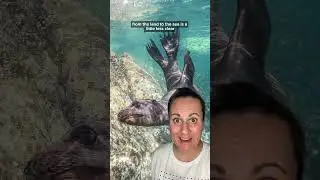 What&rsquo;s the deal with seals?! 🦭 #learn #palaeontology #biology