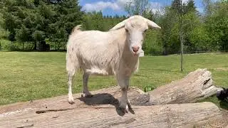 Oregon Journal: Open Farm Day at Autism Mustang Alliance