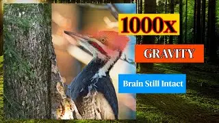 Why This Bird's Brain Defies Physics | Hunts With Earthquakes: Nature's Impossible Engineer