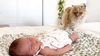 Funny Cat Meets Newborn Baby for the First Time!