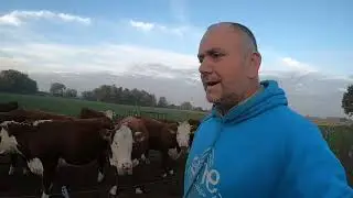 Герефордский скот, бурение в полном разгаре