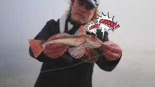 Ce POISSON &eacute;met un SON ETRANGE !!? Session Grondin perlon au tenya et au jig (Article Cot&P&ecirc;che)