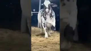 sorti cattle farm Kamal Hosun Bemsal khoob sorti #viral #cow #bull #cute #beautifulbull #trending #