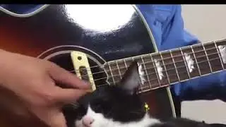 | 9GAG | Playing Guitar While Petting Tuxedo Cat