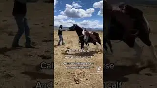 Calf chasing horse, dog chasing calf