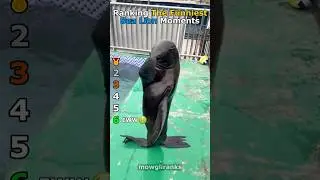 Ranking The Funniest Sea Lion Moments