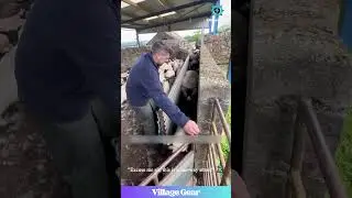 OMG, You Gotta See This GIANT Wave of Fluffy Sheep! 😂 My Brain is So Happy Watching This! #sheep