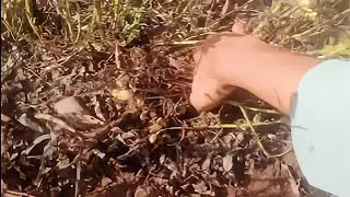 HARVESTING nuts 🥜🥜🥜 Enjoy beautiful nature @GardeningPlants1