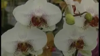 Vision & Robotics: Aris Grading Orchids