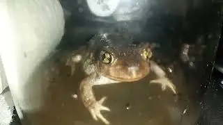 frog listens to dunners duke live stream music and then he starts dancing