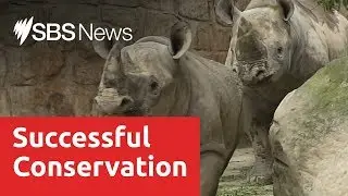 Five Eastern Black Rhinos fly to Rwanda after successful European breeding programs
