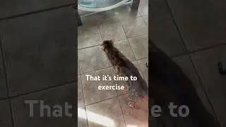 #Time to #exercise #workout #bengalcatsworld #animalsounds #kitten #catmeows #catsounds #cute