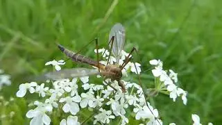 Tipula lunata, Oranje Maanmug, Landtong Rozenburg, ZH, the Netherlands, 8 May 2024