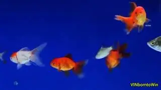 Gold Fish Tank 3 feet