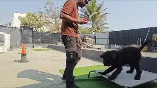 Kuttu In Training #giantschnauzer #dogtraining #k9 #dogtrainer #pune 