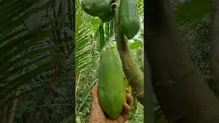 Papaya and Banana Flower
