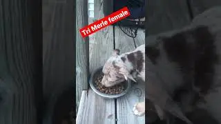 Honaker Kennels: #shorts #drip #extremeurbanbully #cardi b #Honaker Kennels #tri merle