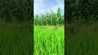 BEAUTIFUL RICE FIELD VIEW