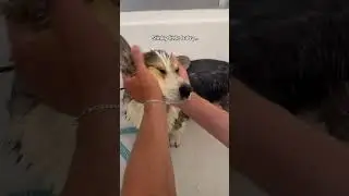 Stinky Gdog needs a shower
