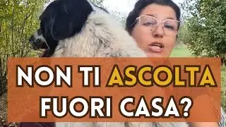 Perchè il tuo cane non ascolta fuori casa